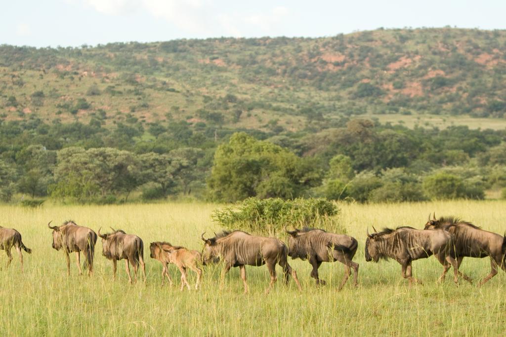 Kedar Heritage Lodge, Conference Centre & Spa Phokeng Екстер'єр фото