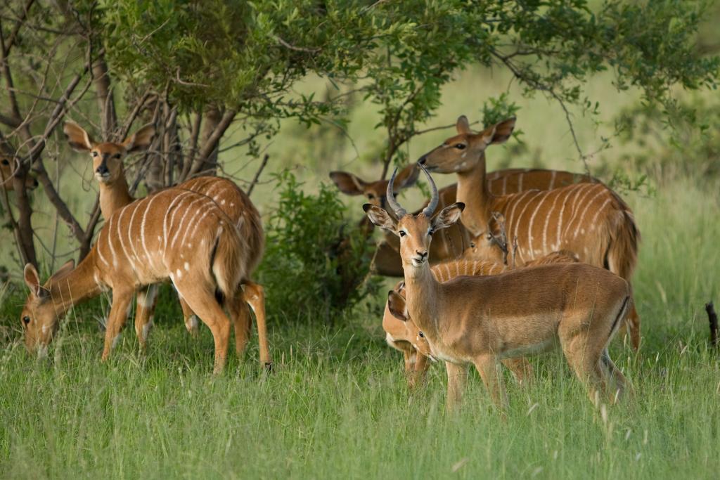 Kedar Heritage Lodge, Conference Centre & Spa Phokeng Екстер'єр фото
